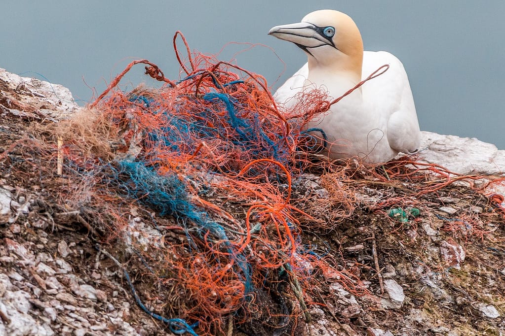 Ein Vogel sitzt auf einem Plastiknetz