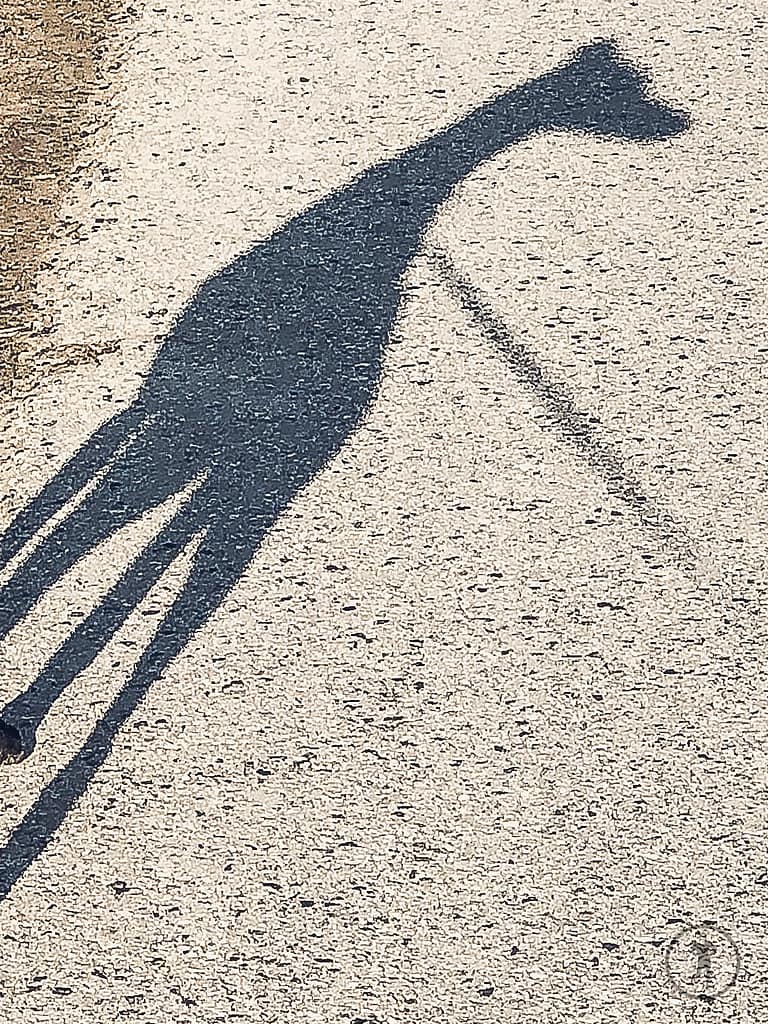 Der Schatten meiner Windhündin Marie